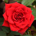 rose (red) - plant