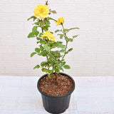 Rose (Yellow) - Plant