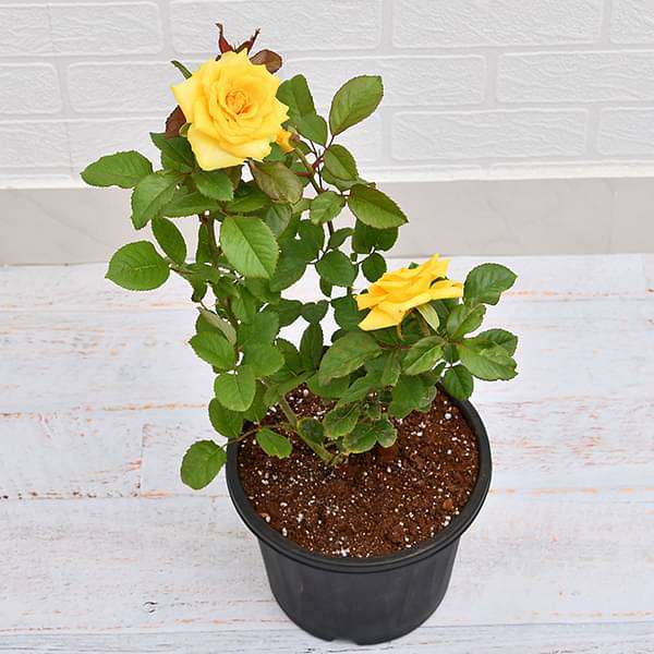 indoor yellow rose plant Buy Rose (Yellow)