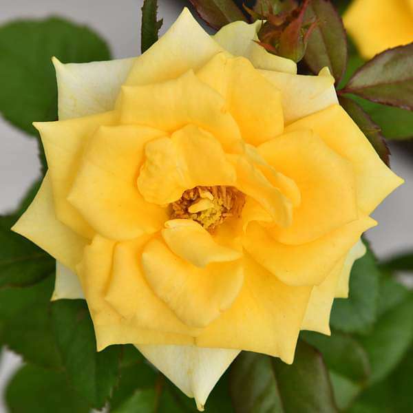 yellow rose indoor plant Buy Rose (Yellow)