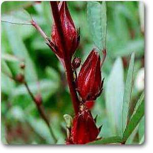 rosella - plant