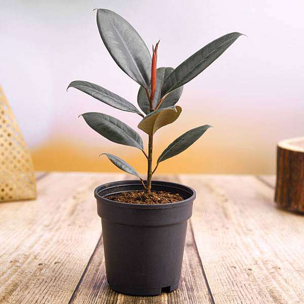rubber plant 