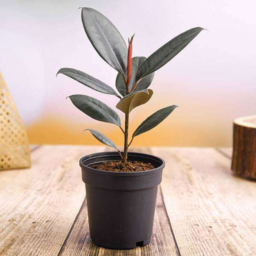 rubber plant 