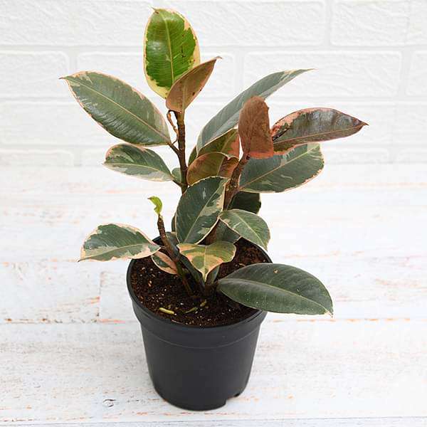 rubber tree buy online Buy Rubber Tree, Rubber Plant, Ficus elastica (Ruby, Pink)