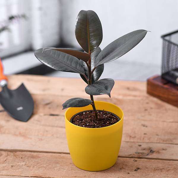 Rubber Tree, Rubber Plant, Ficus elastica (Small) - Plant