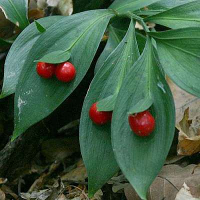 ruscus hypoglossum - plant