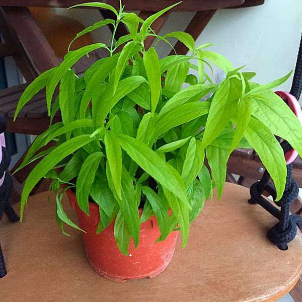 Buy Sabah Snake Grass, Clinacanthus nutans