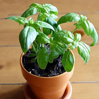 Buy Sabja Plant Sweet Basil Ociumum basilicum Plant online