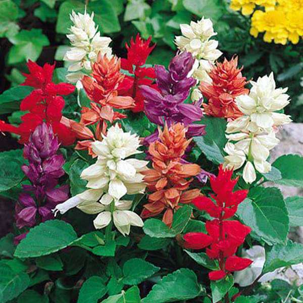 Buy Salvia splendens (Any Color) - Plant online from Nurserylive at lowest price.