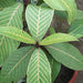 sanchezia nobilis tricolor - plant