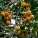 sandoricum koetjape - plant