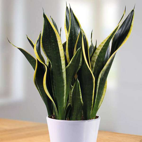 Buy Snake Plant, Sansevieria trifasciata Black Gold