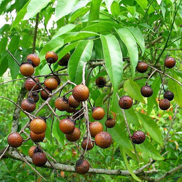 Buy Sapindus Mukorossi, Ritha