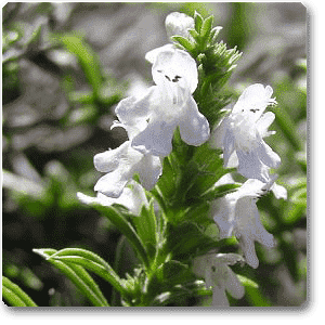 satureja spp. - plant