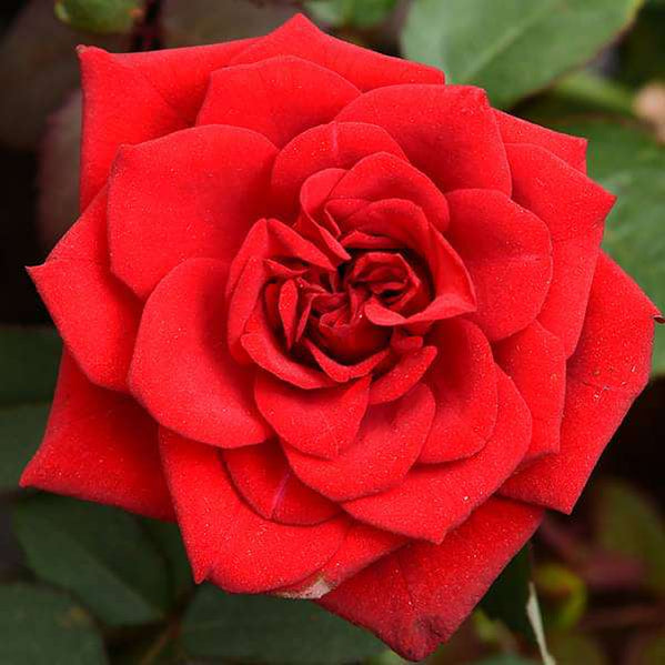 Buy Rose Plants online from Nurserylive at lowest price.