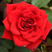 scented rose (any variety - plant