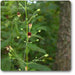 scrophularia marilandica - plant