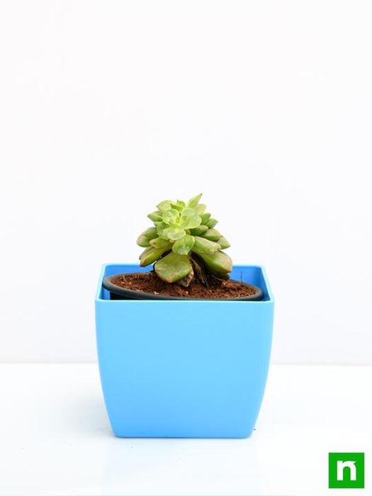 echeveria rolly cluster succulent plant Buy Sedeveria Rolly
