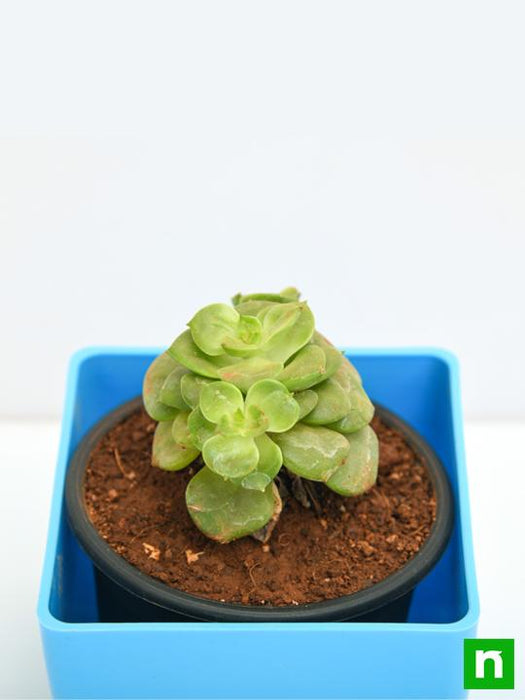 sedeveria rolly - plant
