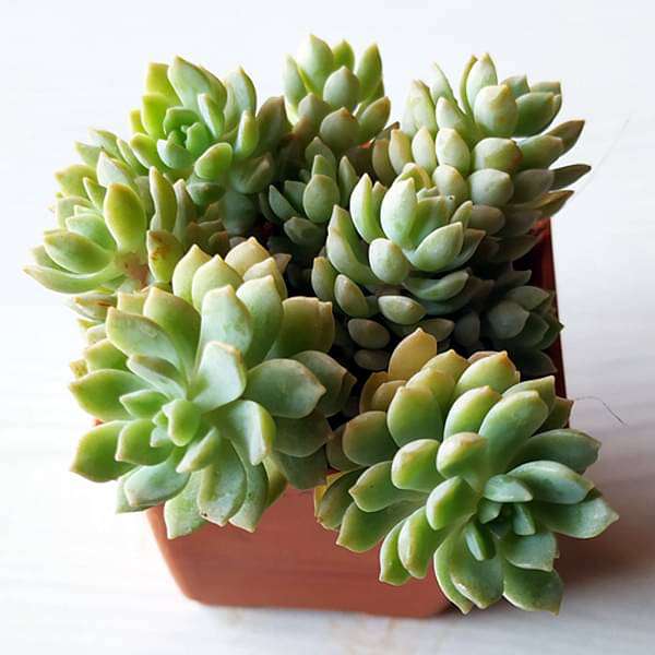 lime gold succulent Buy Sedum adolphii Lime Gold, Golden Sedum