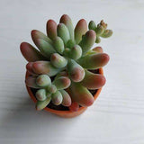 Sedum rubrotinctum Aurora - Succulent Plant