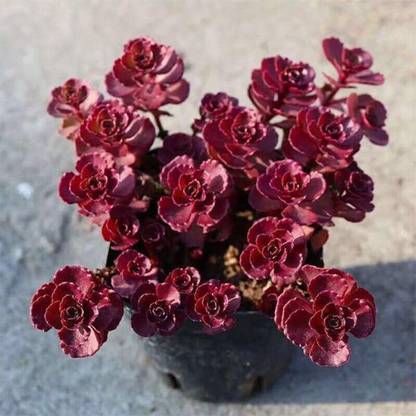 blood rose succulent Buy Sedum spurium Voodoo, Dragon blood