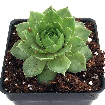 lakshmi kamal succulent Buy Sempervivum Green Wheel, Houseleek, Lakshmi Kamal