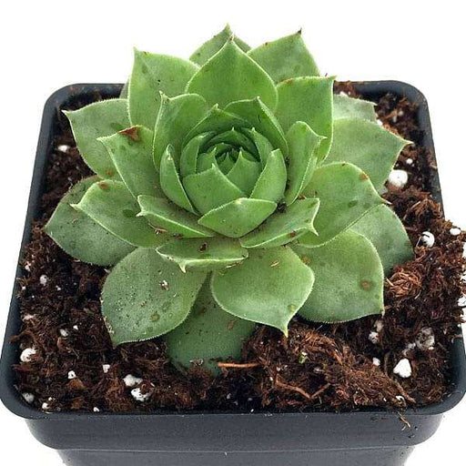 sempervivum green wheel - plant