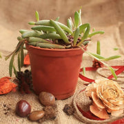 senecio radicans glauca - plant
