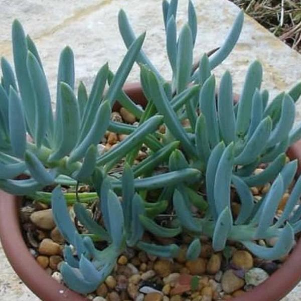 senecio vitalis blue - plant