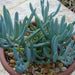senecio vitalis blue - plant