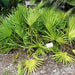serenoa repens green - plant