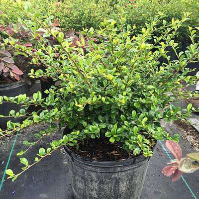serissa foetida variegated - plant