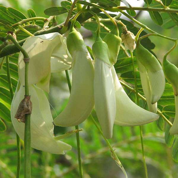 sesbania grandiflora - plant