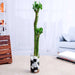 set of 2 multidrop lotus tiger sticks lucky bamboo in a glass vase with pebbles - plant