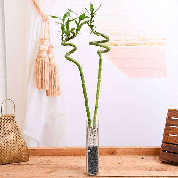 lucky bamboo in clear vase Buy Set of 2 Spiral Sticks Lucky Bamboo in a Square Glass Vase with Pebbles online from Nurserylive at lowest price