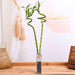set of 2 spiral sticks lucky bamboo in a square glass vase with pebbles - plant