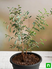 shami tree - plant