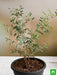 shami tree - plant