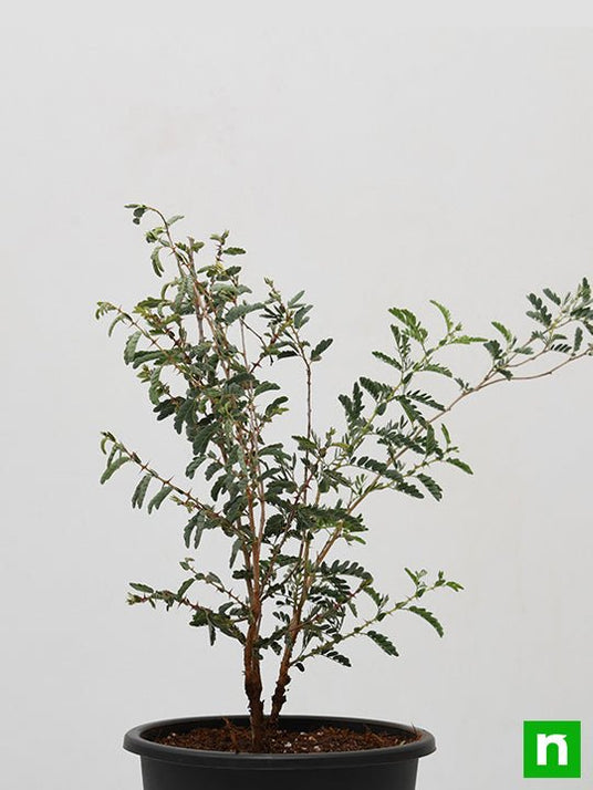 Buy Shami Tree, Prosopis cineraria - Plant online from Nurserylive at ...