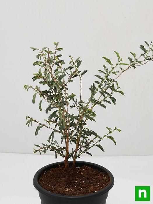Buy Shami Tree, Prosopis cineraria - Plant online from Nurserylive at ...