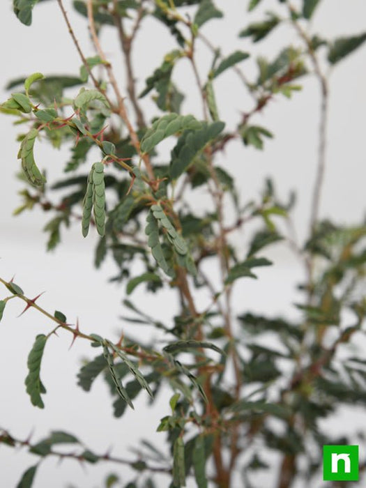 shami plant seeds Buy Tree of Rajasthan, Shami