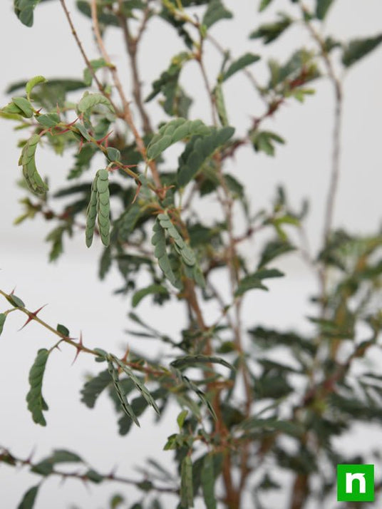 Buy Shami Tree, Prosopis cineraria - Plant online from Nurserylive at ...