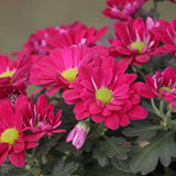 Shevanti, Chrysanthemum (Pink) - Plant