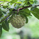 Sitaphal, Annona squamosa (Grown Through Seeds) - Plant