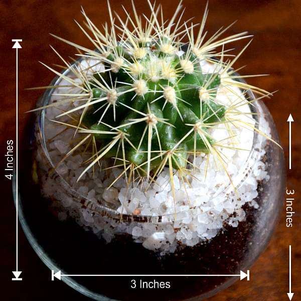 small cactus spherical bowl (3in ht) - plant