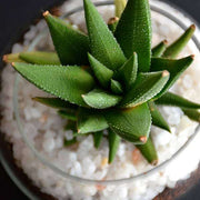 small haworthia spherical bowl (3in ht) - plant