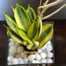snake plant in square glass pot (4in ht) - plant