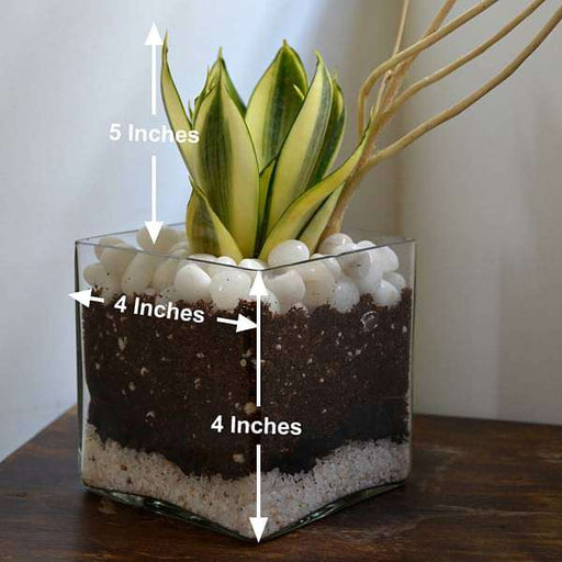 snake plant in square glass pot (4in ht) - plant