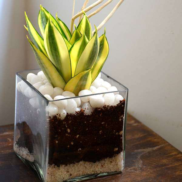 snake plant in square pot Buy Snake plant in square glass pot (4in Ht) online from Nurserylive at lowest price